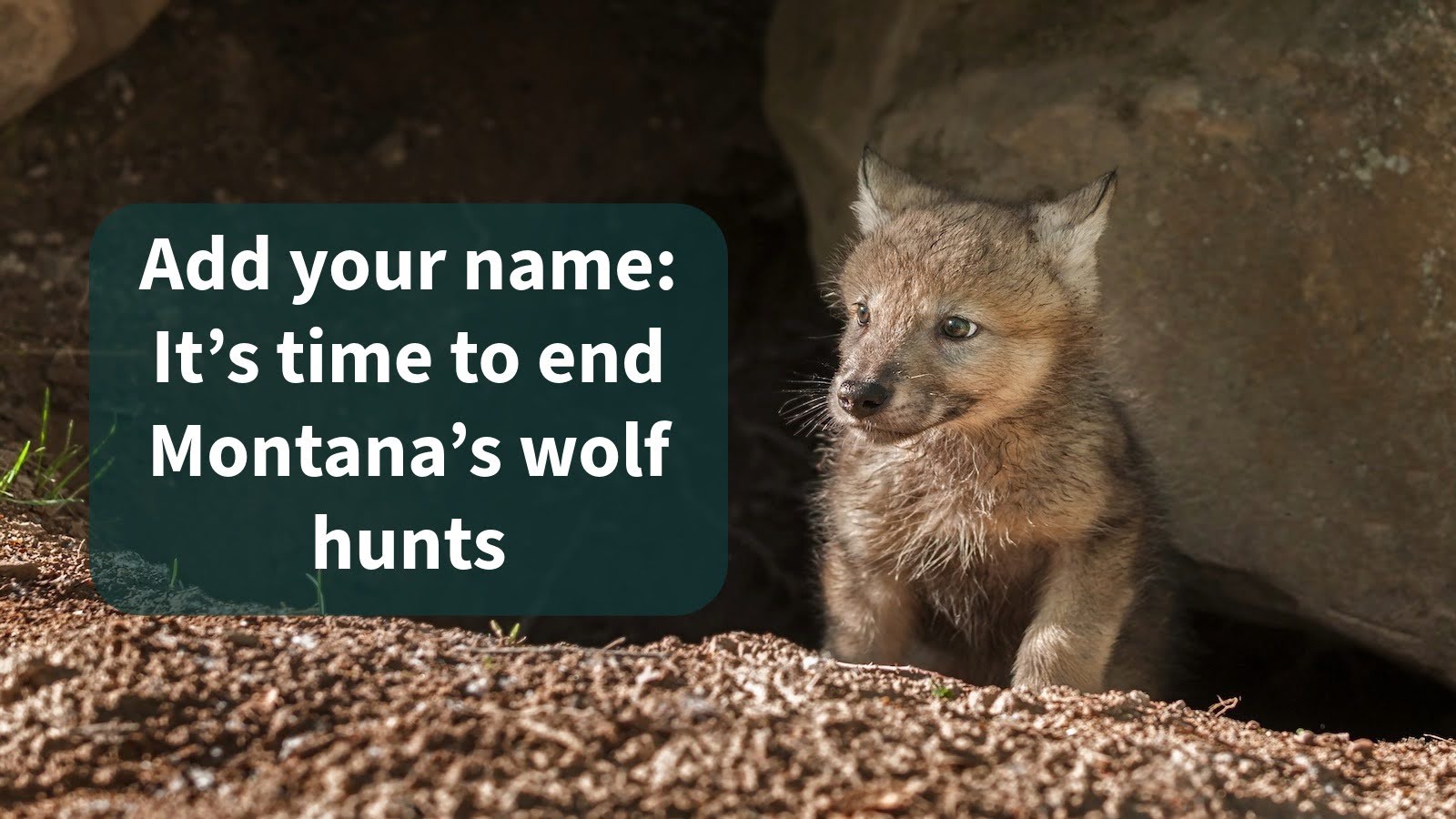 Add your name: It's time to end Montana's wolf hunts