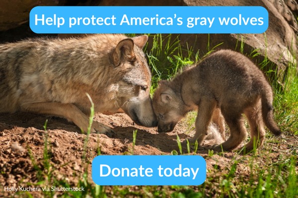 Help protect America's gray wolves. Donate today