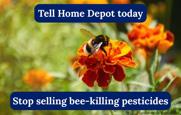 Tell Home Depot today to stop selling bee-killing pesticides